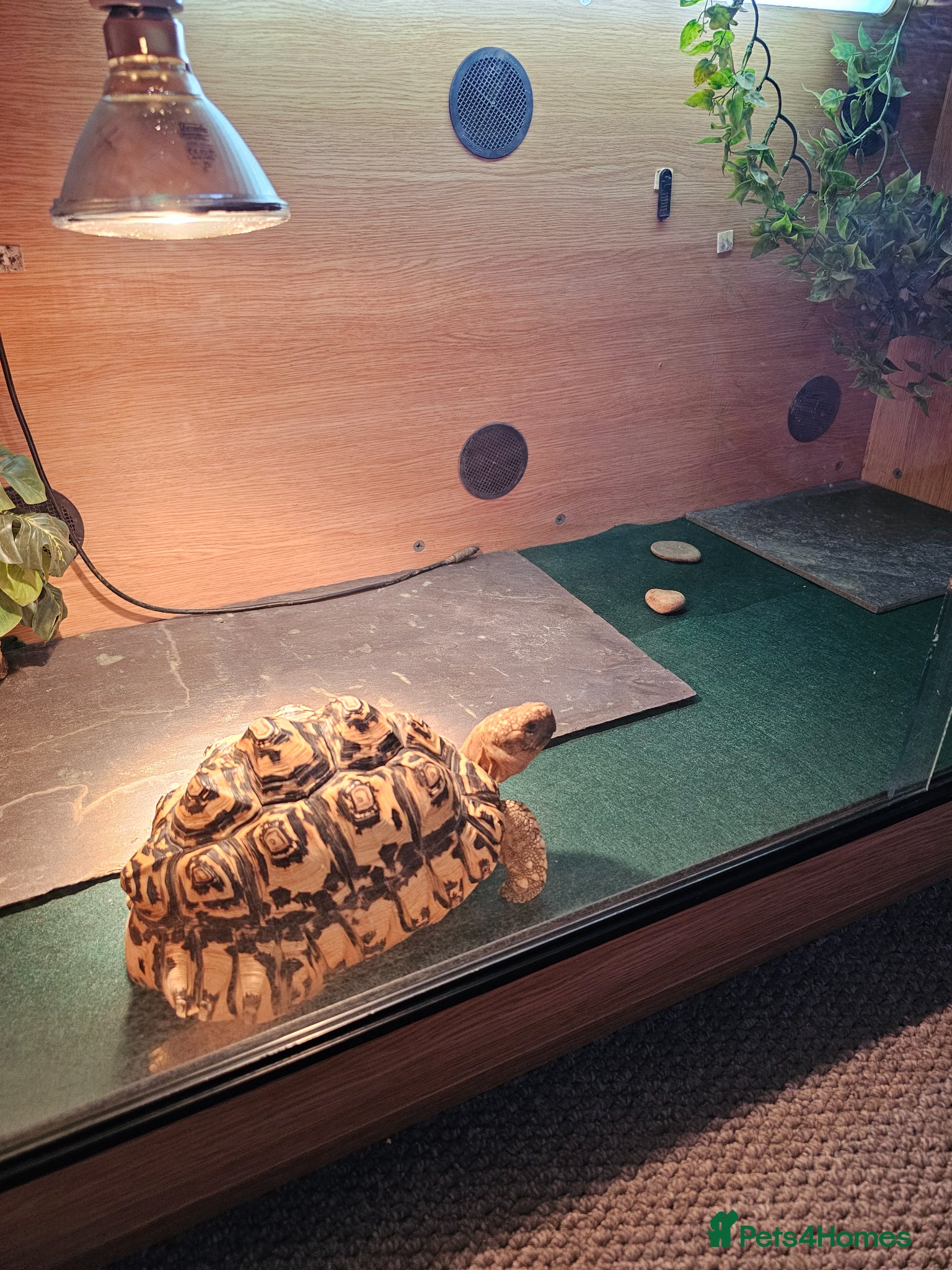 Tortoise reptiles Leapord tortoise  - Advert 1