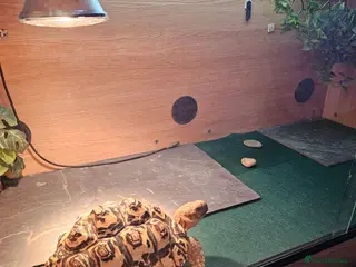 Tortoise reptiles Leapord tortoise - Advert 1