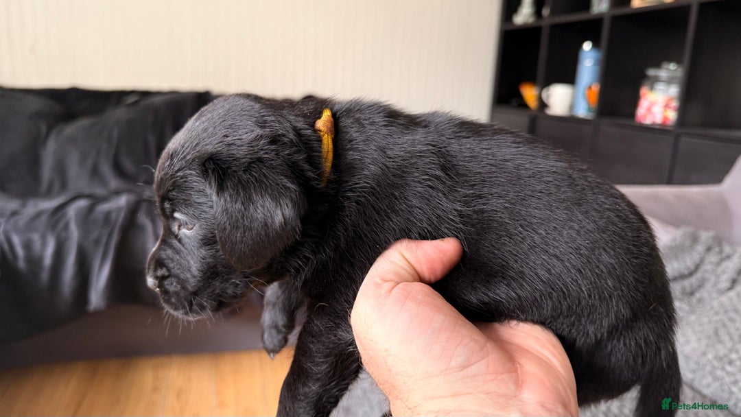 Labrador Retriever dogs for sale: Kc Reg Labrador  Puppies Health Tested Parents - Image 24
