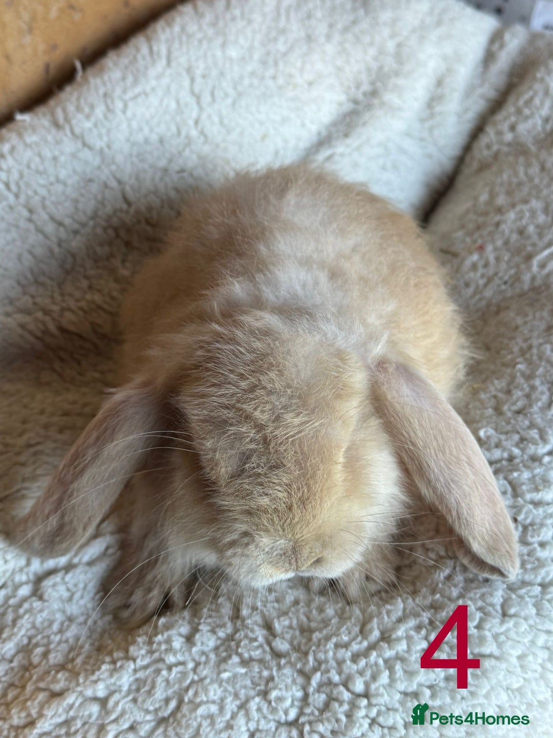French Lop rabbits for sale: Purebred French Lop baby rabbits for sale  - Advert 18