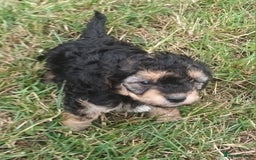 Jackapoo dogs for sale: Adorable Fluffy Jack-A-Poo Puppies for Sale - Image 2