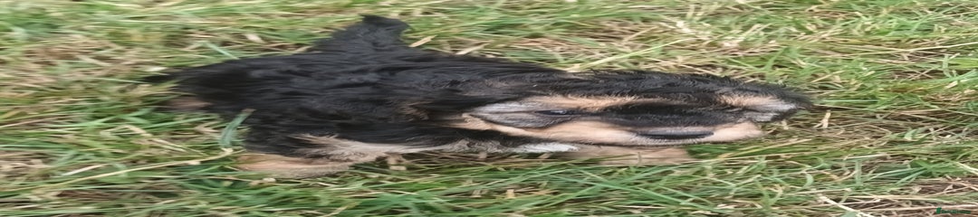 Fluffy black and tan Girl