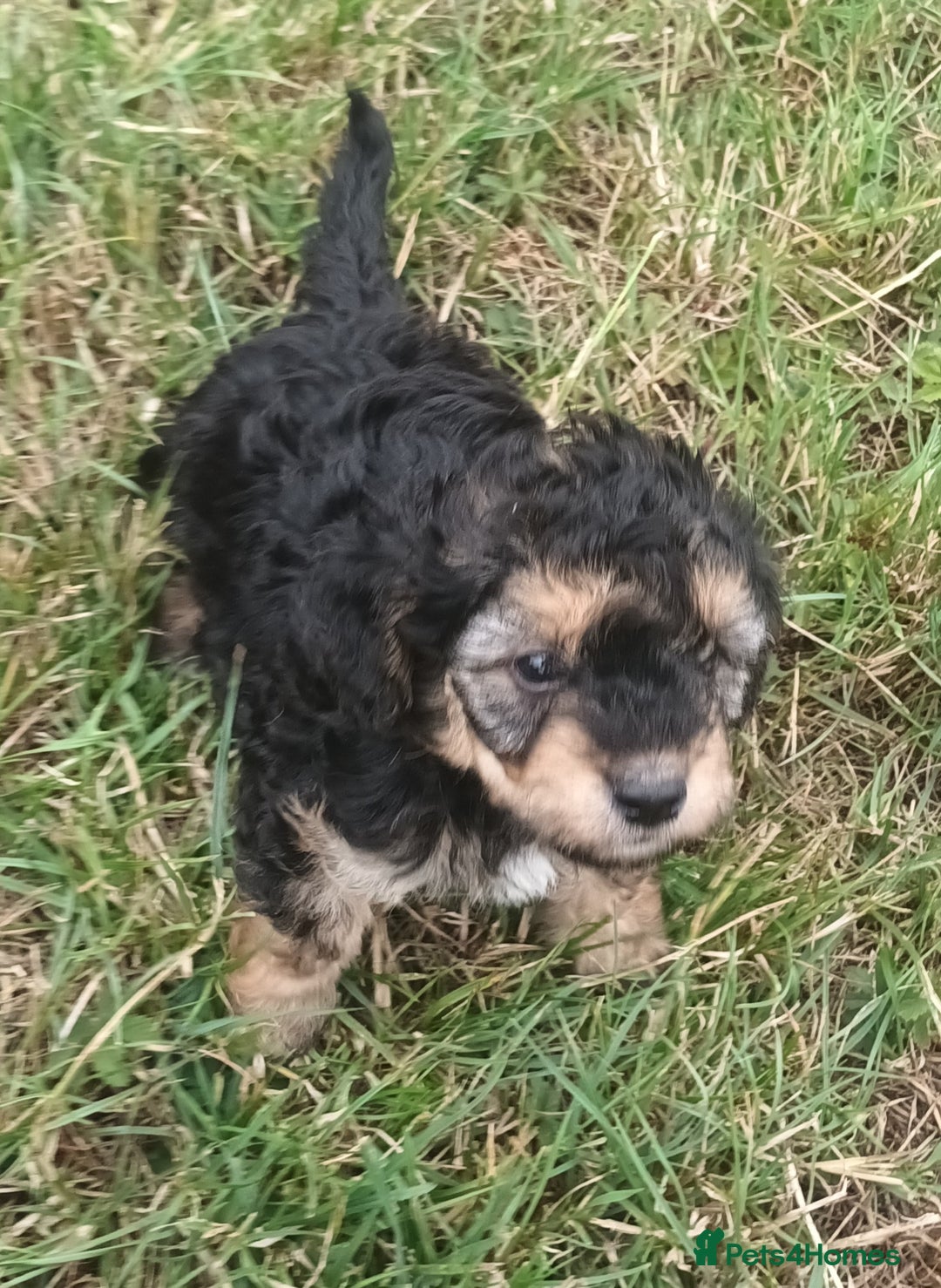 Jackapoo dogs for sale: Adorable Fluffy Jack-A-Poo Puppies for Sale - Image 2