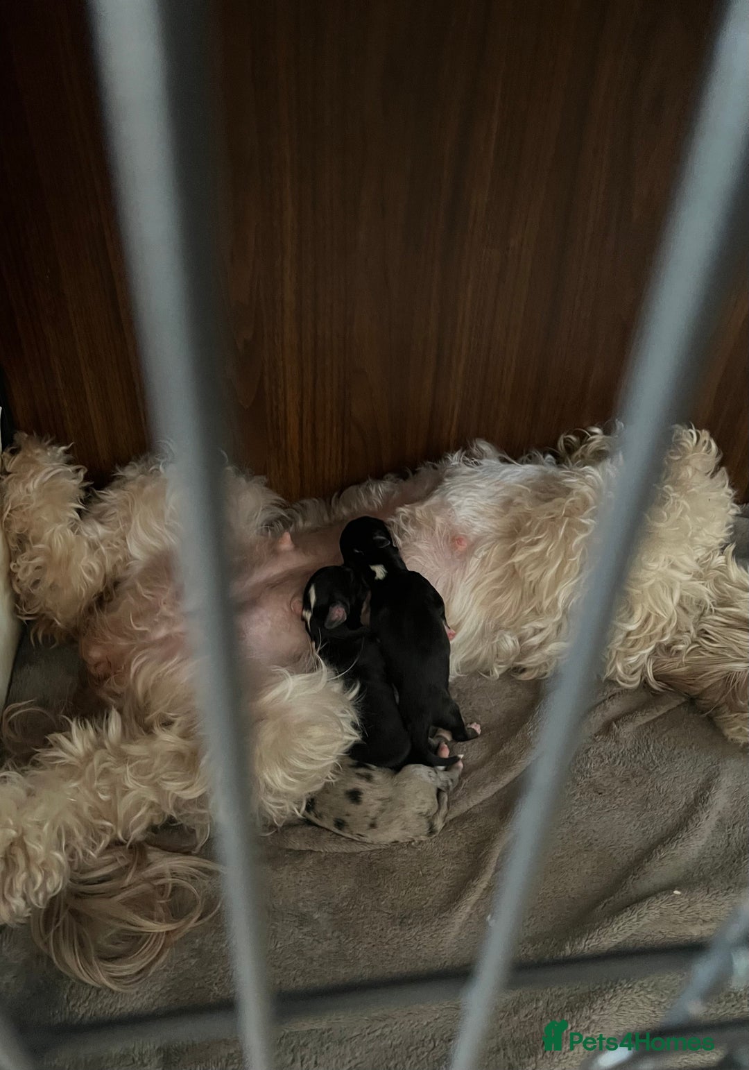 Mixed Breed dogs for sale: Only 2 left girl and boy Sheepadoodle - Advert 12