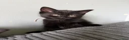 Mixed Breed cats for sale: 5 Beautiful Black Mixed Breed Kittens - Advert 31