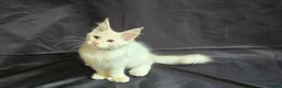 Maine Coon cats for sale: Ready now-Tica Maine Coon Kittens  - Advert 4
