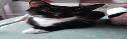 Domestic Shorthair cats for sale: Sabrina tuxedo female  - Advert 3