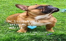 French Bulldog dogs for sale: Quality pups 4 Panel DNA Clear Gold Sierra Lines - Image 7
