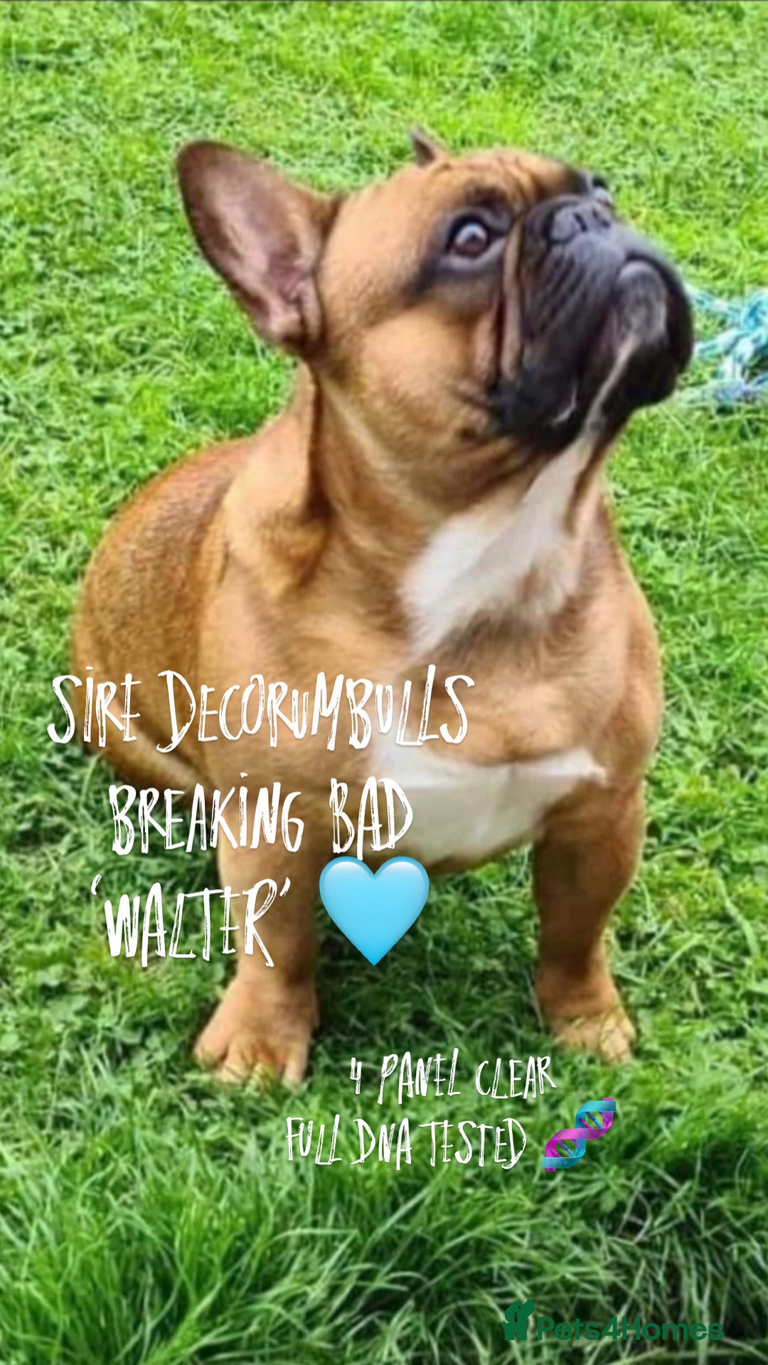 French Bulldog dogs for sale: Quality pups 4 Panel DNA Clear Gold Sierra Lines - Image 7