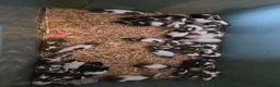 Mouse rodents for sale: Lovely mice  - Advert 1