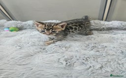 Bengal cats for sale: Lovely bengal kittens(Tica reg.)😍 - Image 18