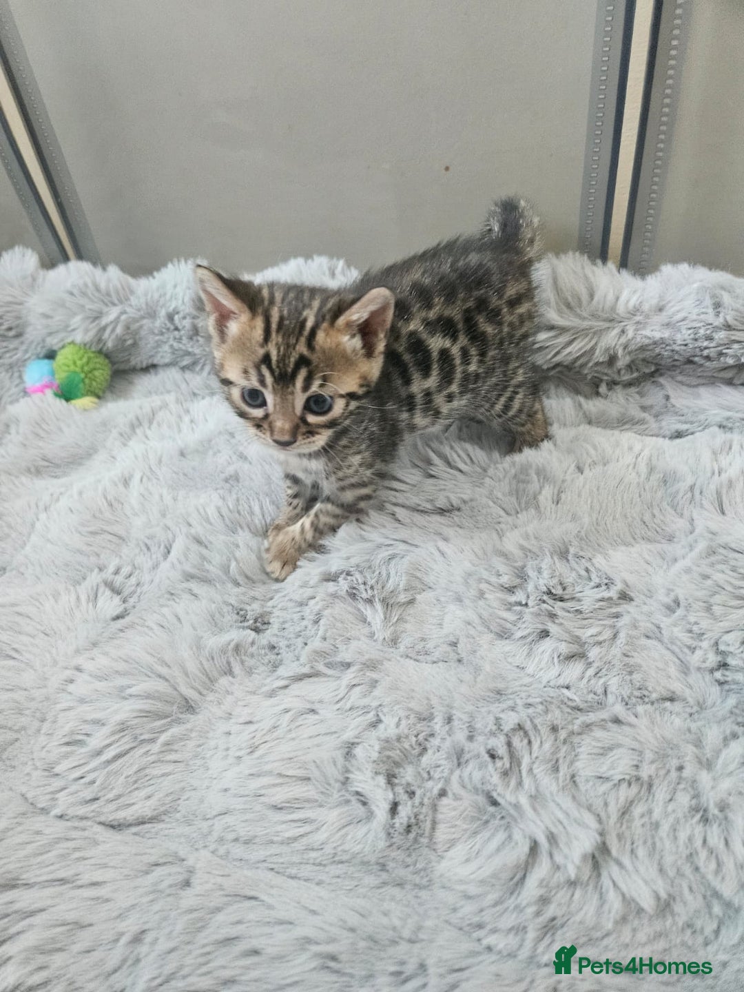 Bengal cats for sale: Lovely bengal kittens(Tica reg.)😍 - Image 18