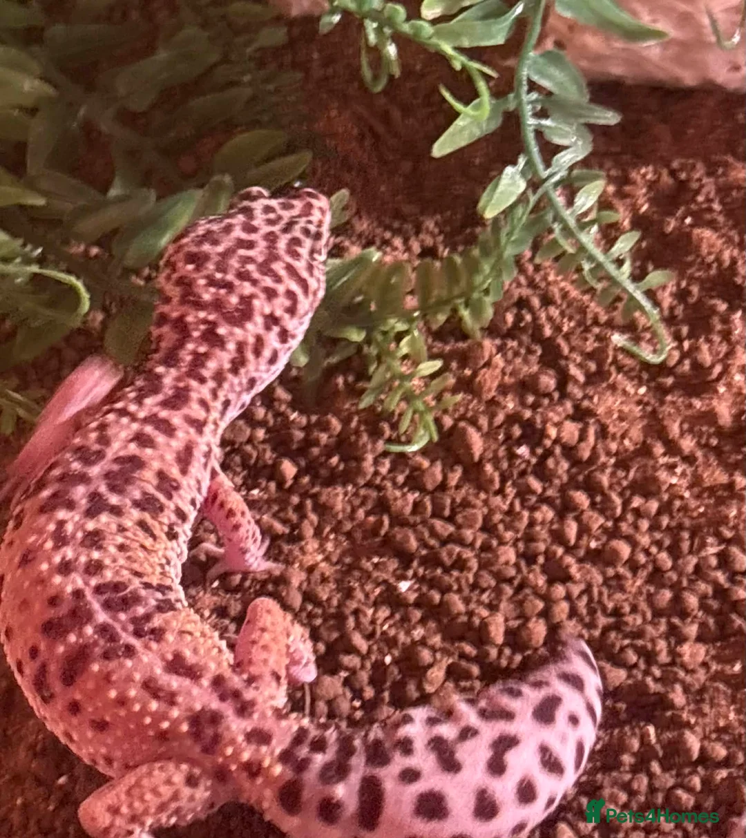 Mixed Breed reptiles for sale: Reptile bundle for sale - Advert 10