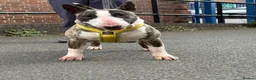 English Bull Terrier dogs for sale: Male bullterrier  - Advert 2