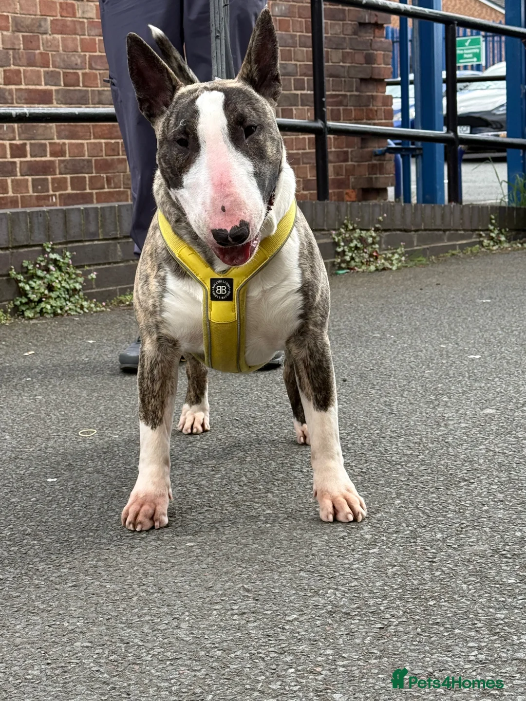 English Bull Terrier dogs for sale: Male bullterrier  - Advert 2