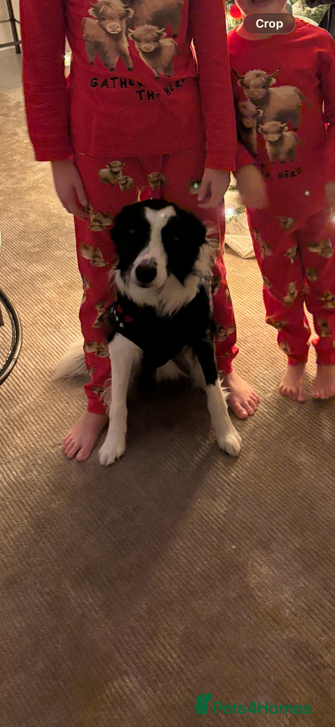 Border Collie dogs for sale: Bear the Border Collie  - Advert 4