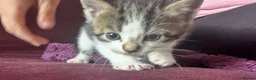 Mixed Breed cats for sale:     Tiny kitten Paws Looking for Homes 🏡 - Advert 5