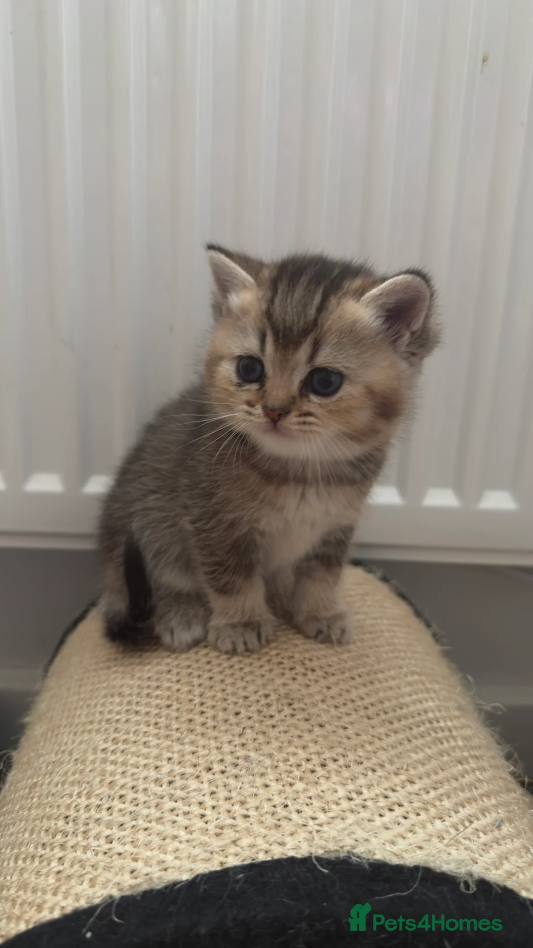 British Shorthair cats for sale: Stunning Golden Shaded British Shorthair  - Advert 2