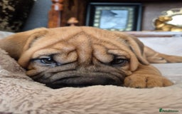 Shar Pei dogs for sale: Shar pei pups READY NOW - Image 6