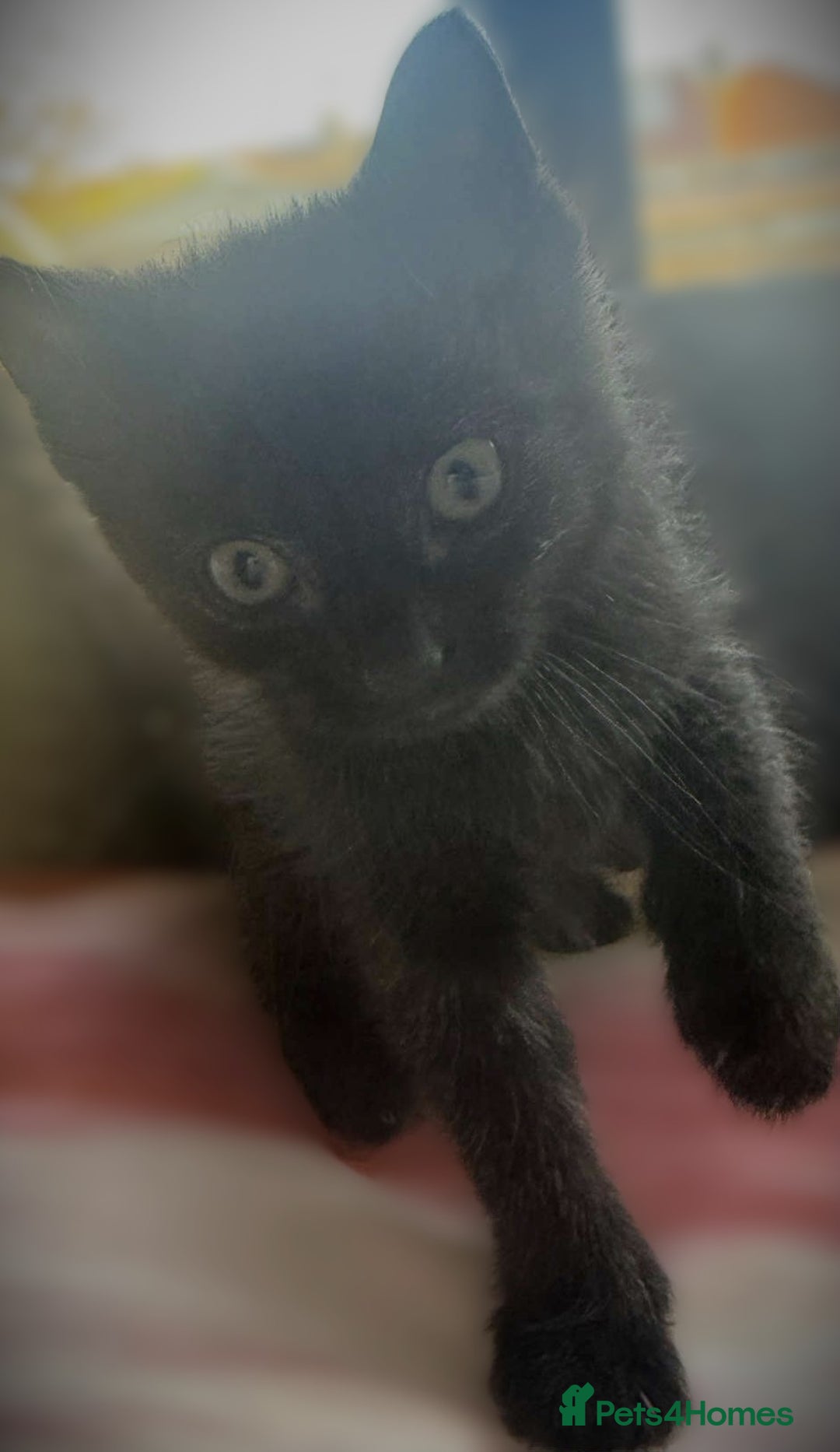 Mixed Breed cats for sale: Beautiful Litter of 4 kittens  - Image 10