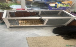 Guinea Pig rodents for sale: 2 x Male Guinea Pigs & Set Up - Image 2