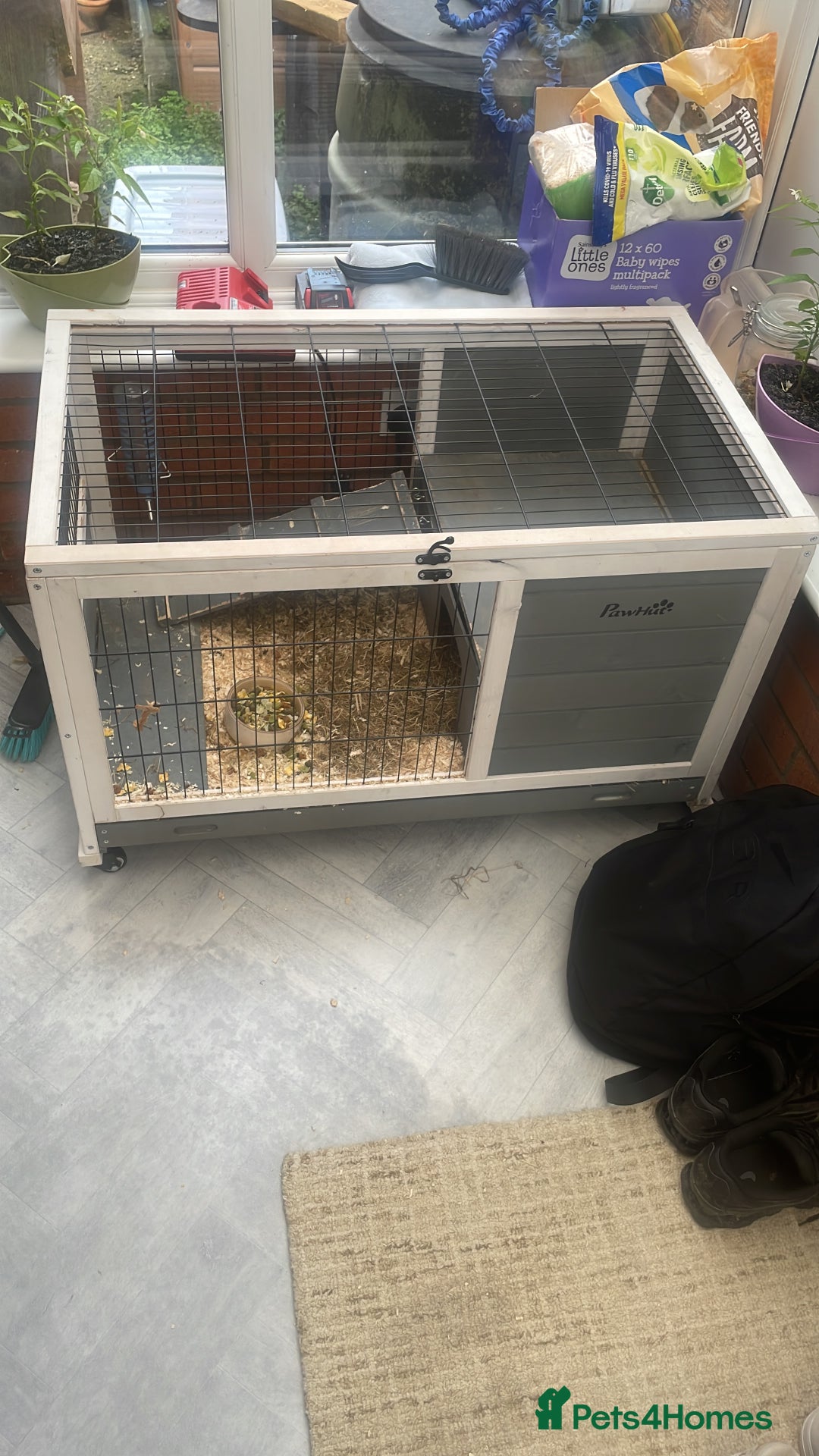 Guinea Pig rodents for sale: 2 x Male Guinea Pigs & Set Up - Image 2