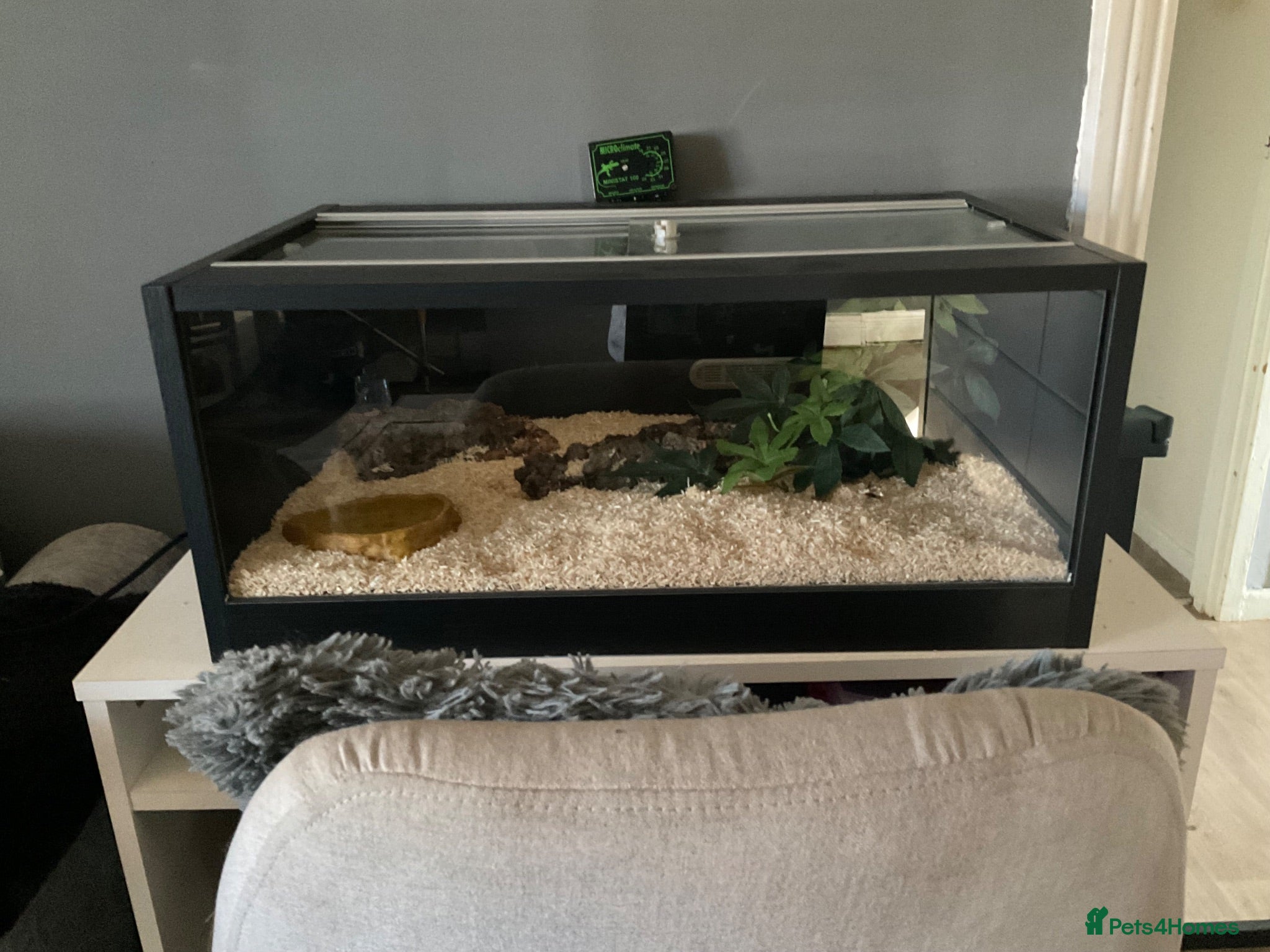 Corn Snake reptiles Baby corn snake  - Advert 1