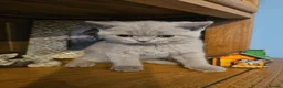 British Shorthair cats for sale: British shorthair kittens for sale.  - Advert 9