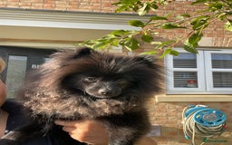 Pomeranian dogs for sale: Pomeranian for sale - Image 5