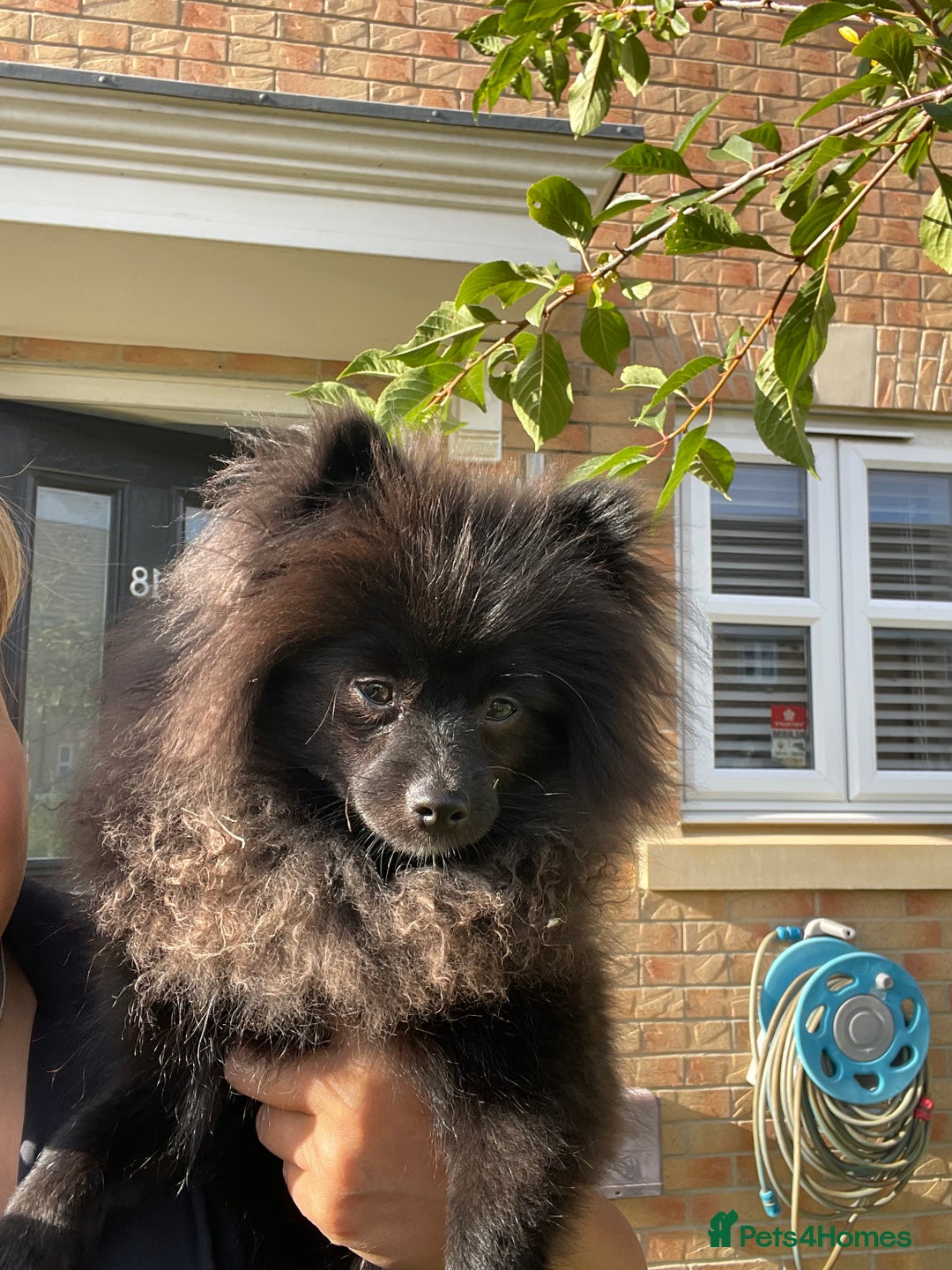 Pomeranian dogs for sale: Pomeranian for sale - Image 5