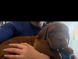 Dogue De Bordeaux dogs Dogue de Bordeaux - Advert 3