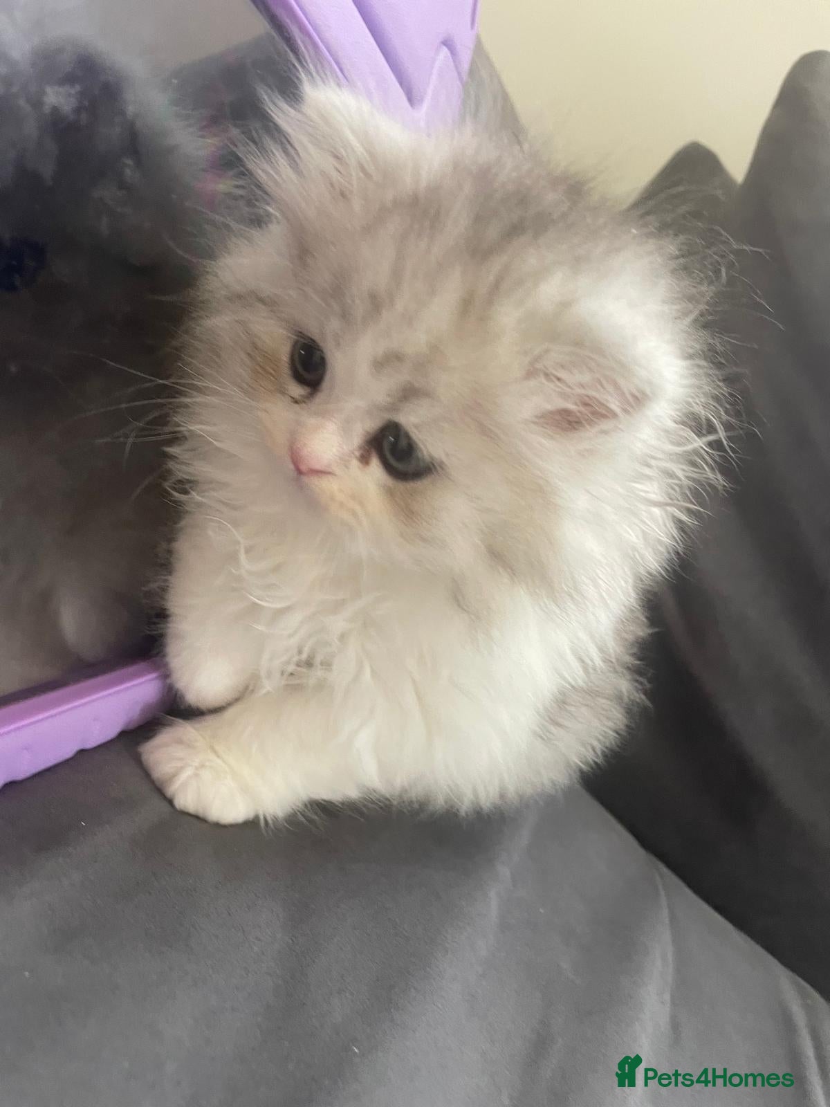 Persian cats for sale: Persian doll face kittens - Advert 10
