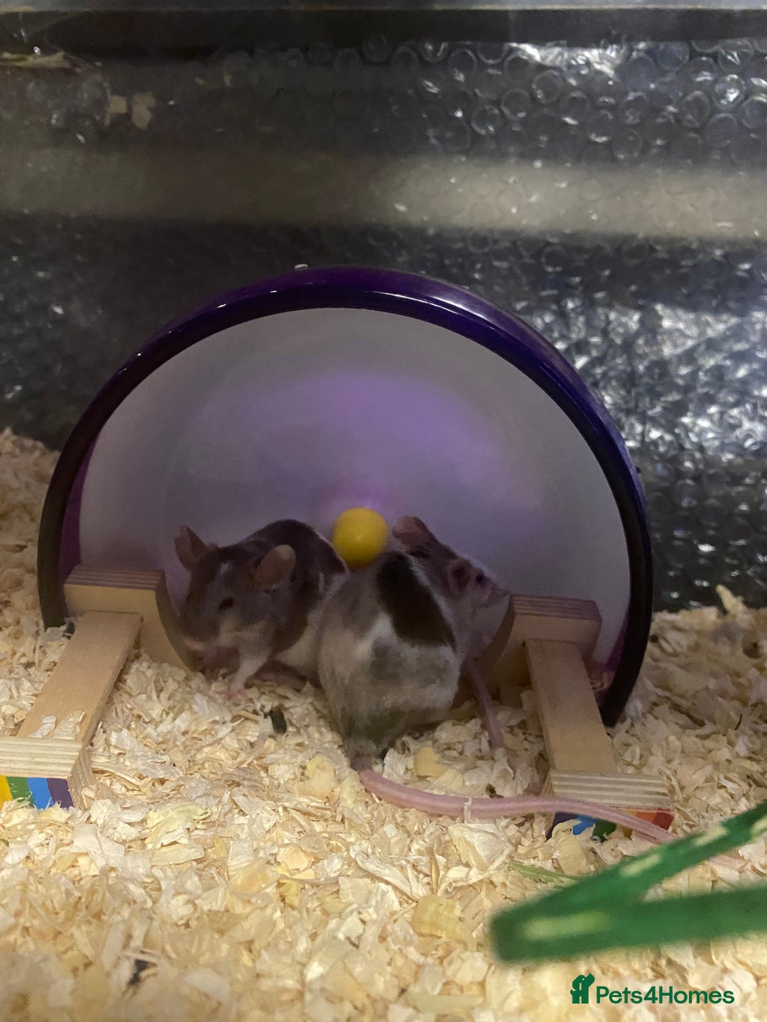 Mouse rodents for sale: 27 mice - Advert 8