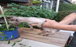 Sphynx cats for sale: bambino - Image 2