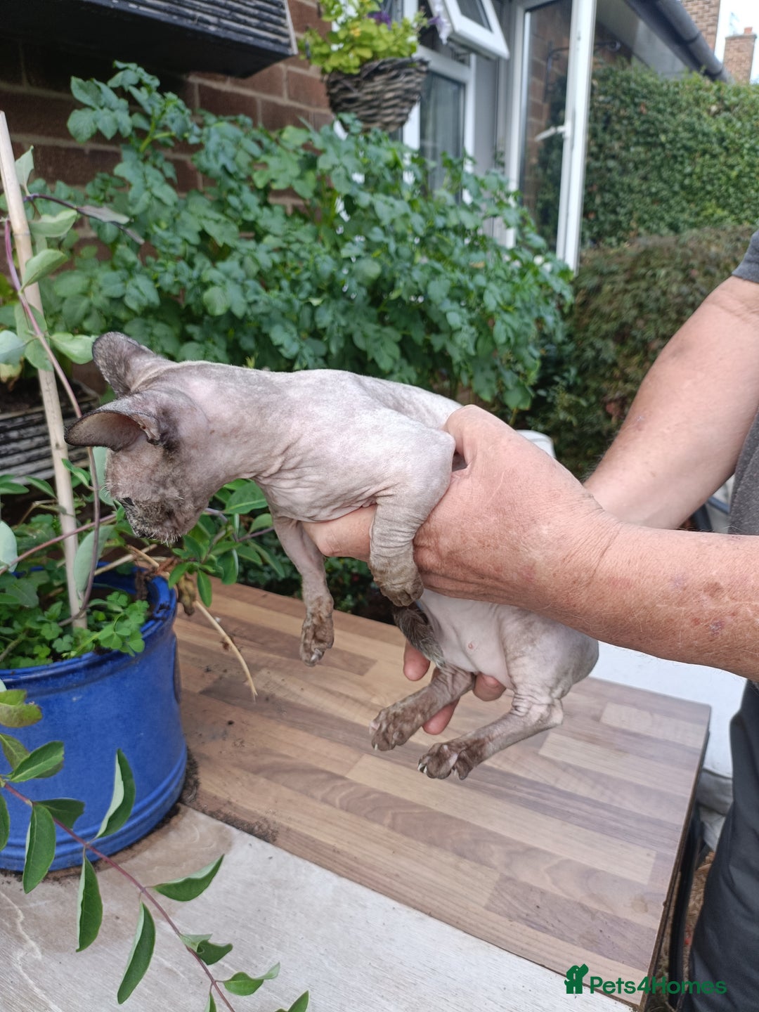 Sphynx cats for sale: bambino - Image 2