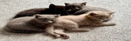Ragdoll cats for sale: Ragdoll x British Shorthair blue kittens  - Advert 10