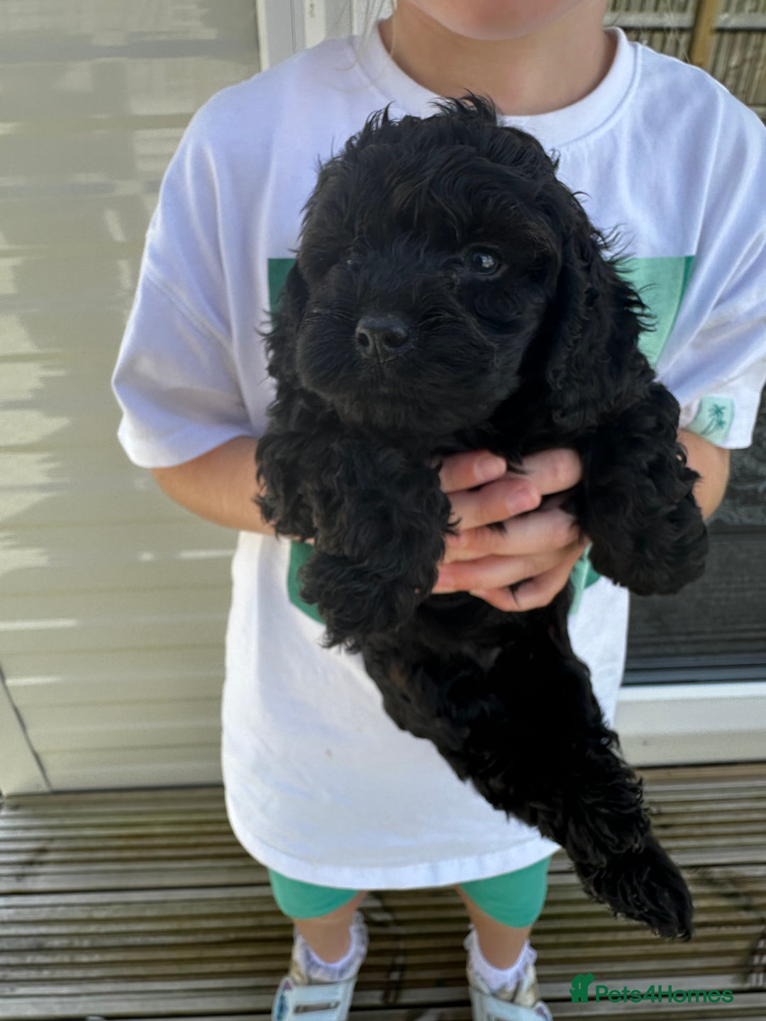 Cockapoo dogs for sale: Cockapoos  - Image 3