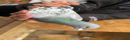 Pigeons birds for sale: Racing pigeons GB25 in Manchester - Advert 5