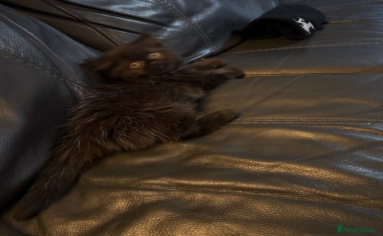 Mixed Breed cats Mixed British shorthair kittens for sale  - Advert 7