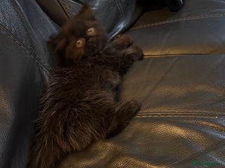 Mixed Breed cats Mixed British shorthair kittens for sale - Advert 7