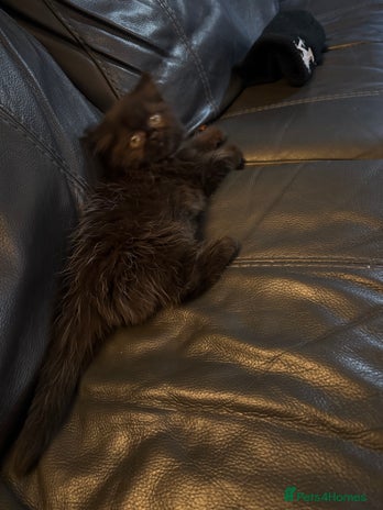 Mixed Breed cats Mixed British shorthair kittens for sale - Advert 7