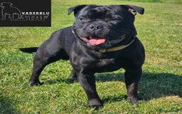 Staffordshire Bull Terrier dogs for stud: The time has come... Mr T - Image 1