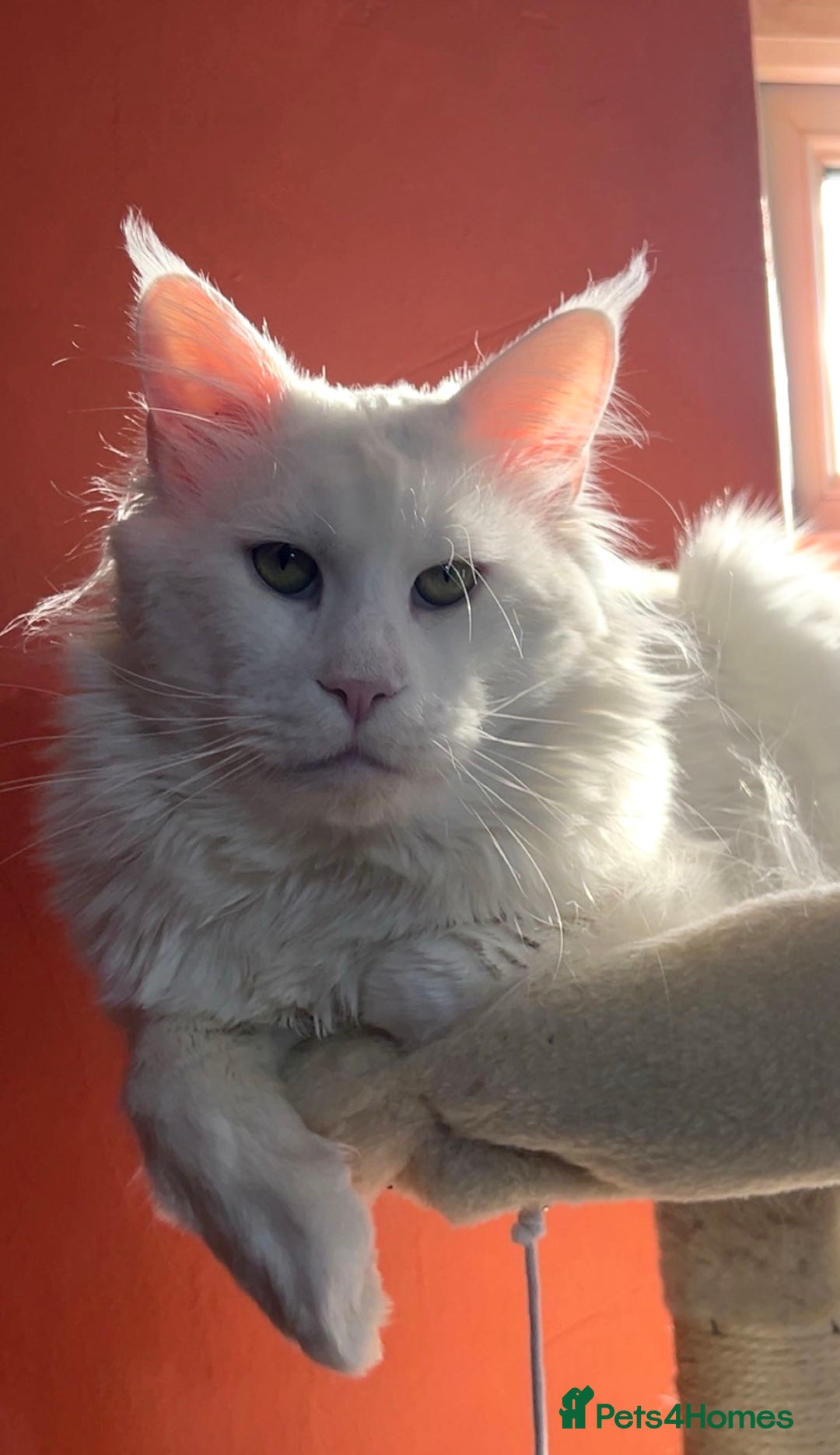 Maine Coon cats for sale: Stunning White Maine Coon Kittens – XXL Bloodline - Advert 3