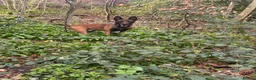 Belgian Shepherd Dog dogs for sale: Zeus 5yo Belgian malinios - Advert 2