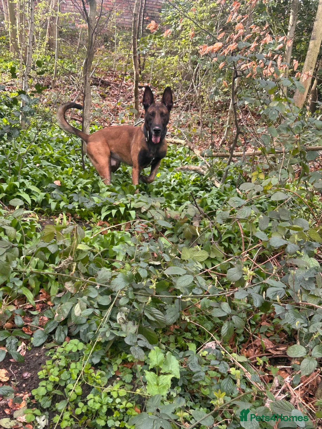 Belgian Shepherd Dog dogs for sale: Zeus 5yo Belgian malinios - Advert 2