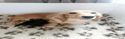 Miniature Dachshund dogs for sale: Quality Longhaired mini dachshund trusted breeder  - Advert 2