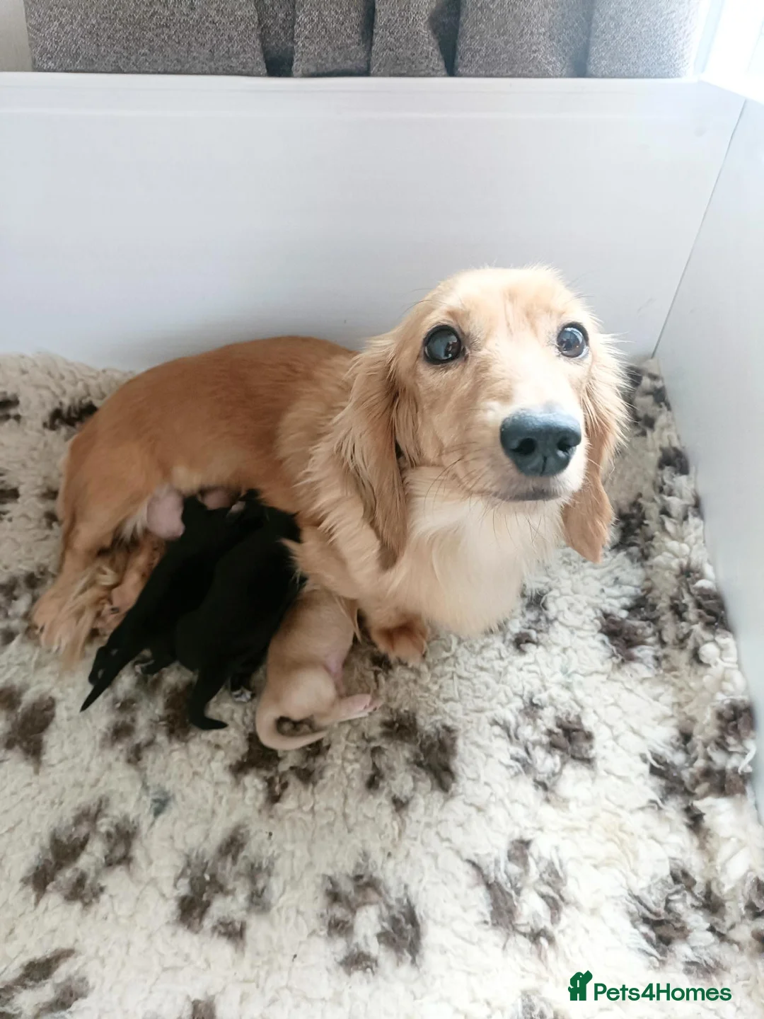 Miniature Dachshund dogs for sale: Quality Longhaired mini dachshund trusted breeder  - Advert 2