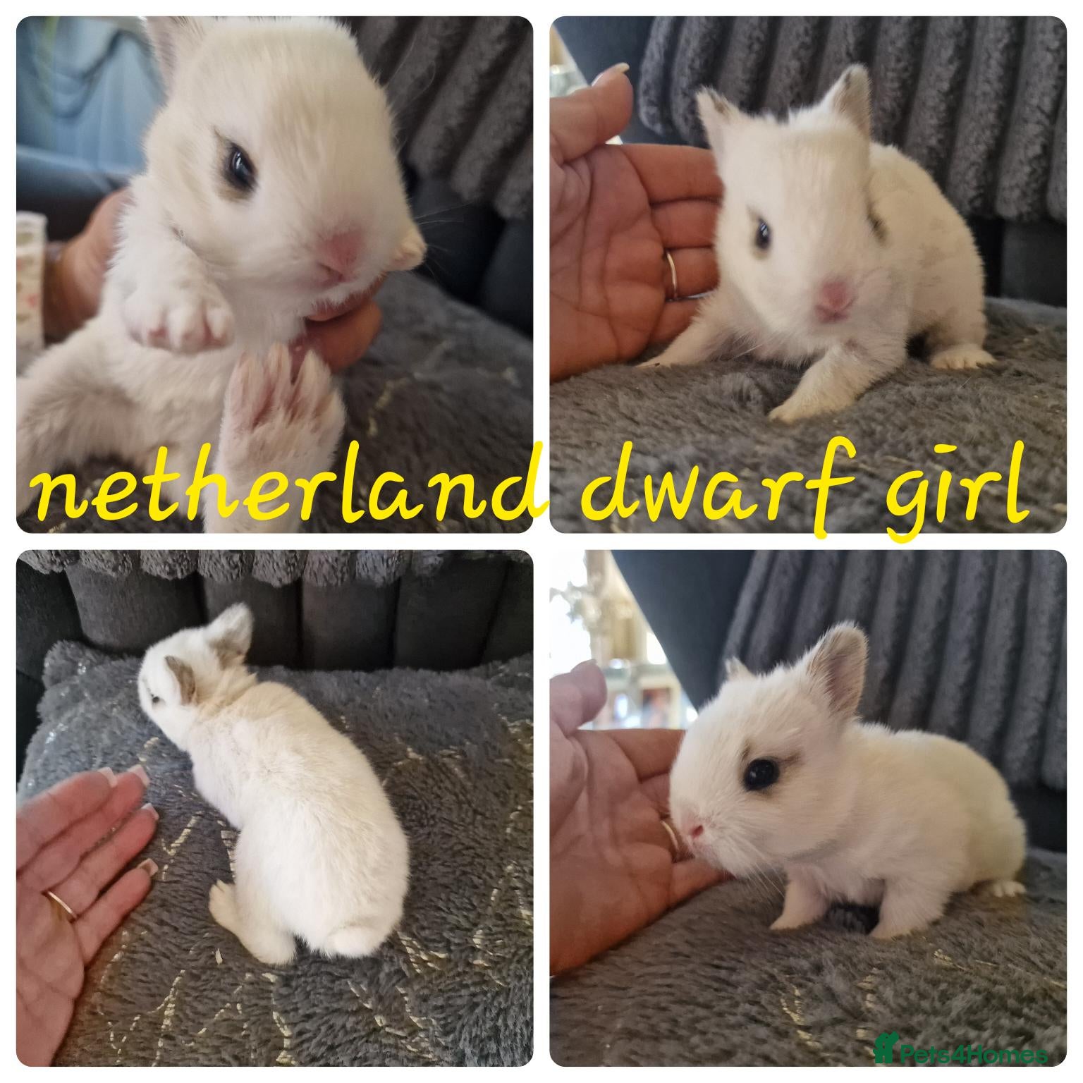 Netherland Dwarf rabbits Netherland dwarf babies  - Advert 3