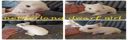 Netherland Dwarf rabbits for sale: Netherland dwarf babies  - Advert 1