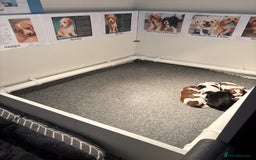 Cavapoo dogs for sale: HOME RAISED STUNNING TRI-COLOUR CAVAPOOS  - Image 4